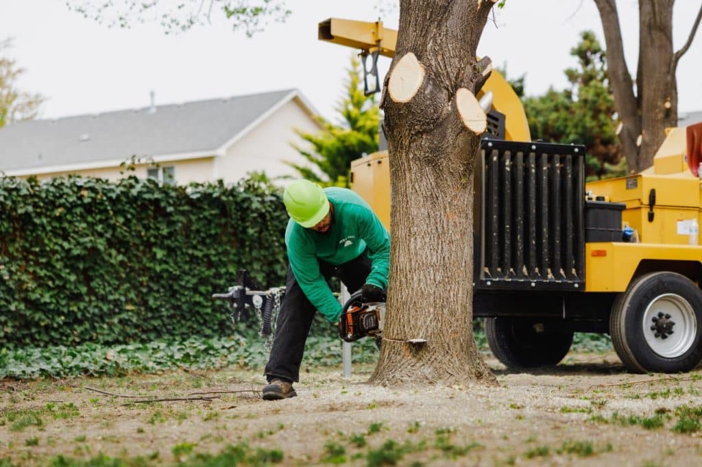 Emergency tree removal service in Houston