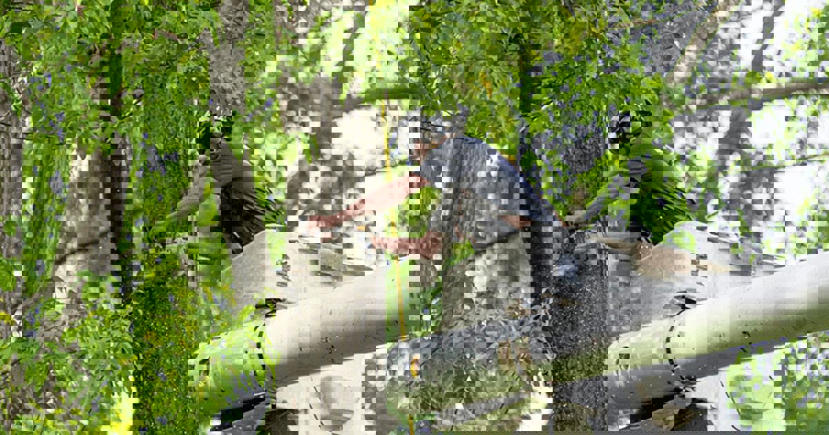 Professional tree removal service in Houston