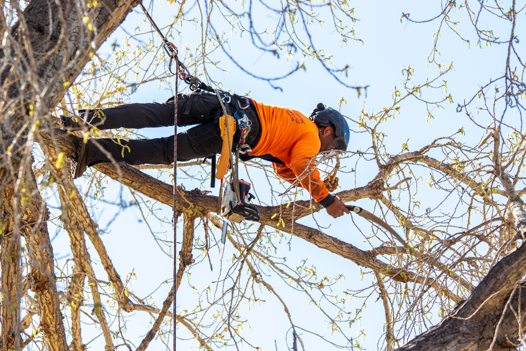 Professional tree trimming service in Houston